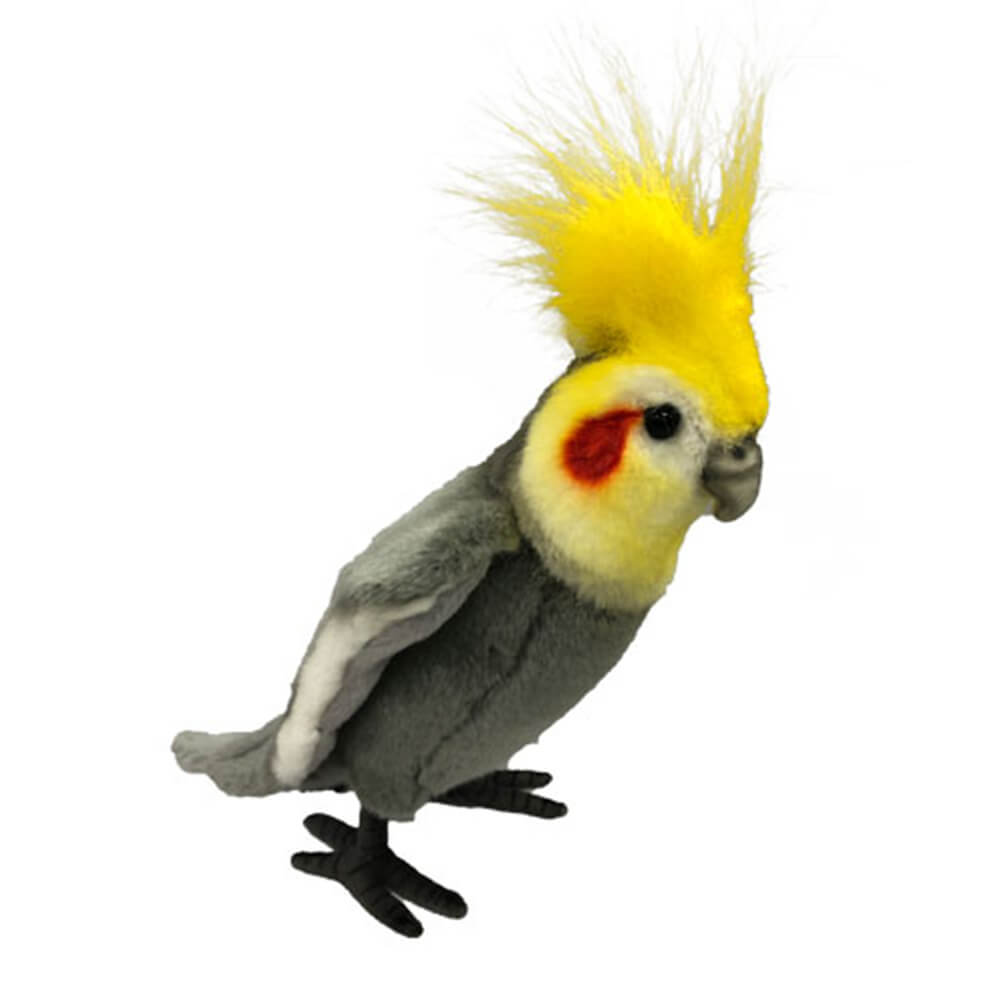 ハンサ・グレイ・コカチエル(23cm)