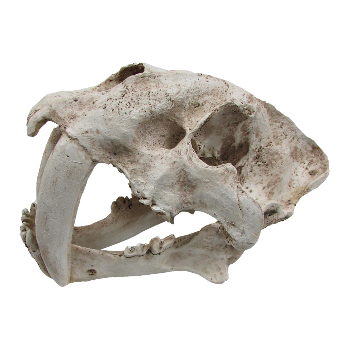 iPetz Sabre Tooth Skull (35x19x22cm)